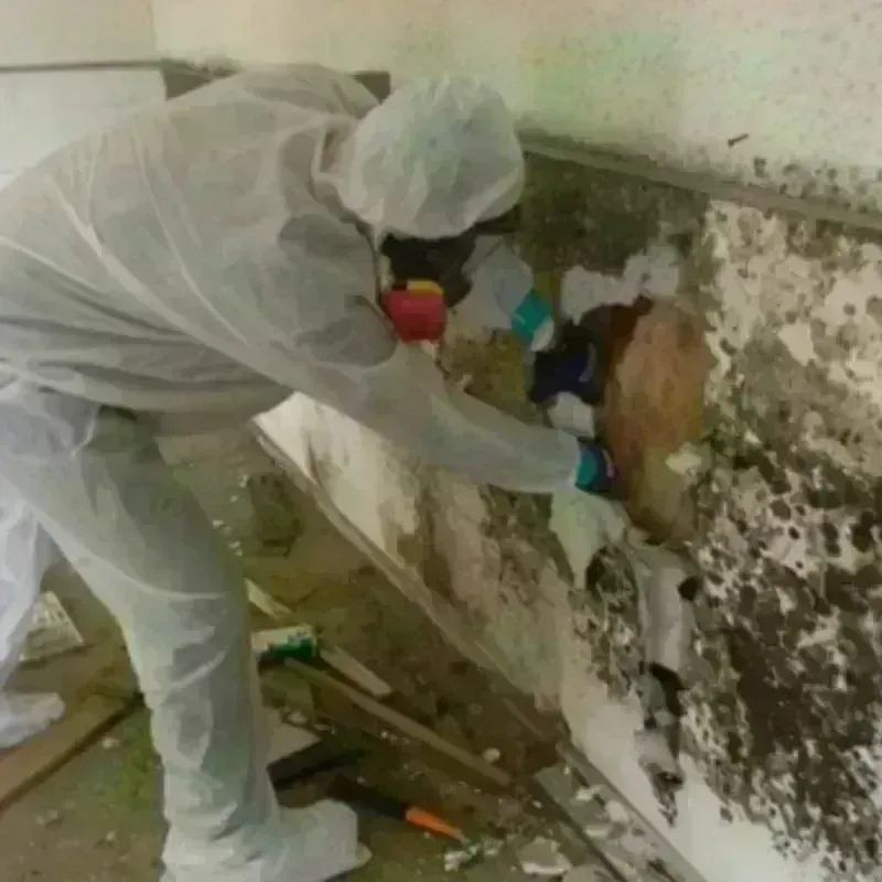 Mold Remediation and Removal in Kent, CT